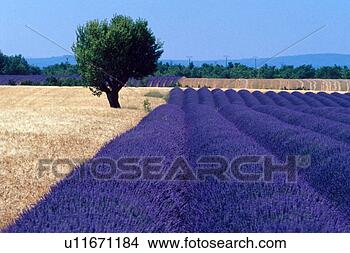 Stock Photo - multi-colored 
fields. fotosearch 
- search stock 
photos, pictures, 
images, and photo 
clipart