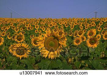 Stock Photography - sunflower field. 
fotosearch - search 
stock photos, 
pictures, images, 
and photo clipart
