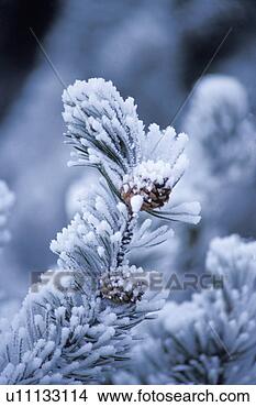 Stock Photo - snowy branch. 
fotosearch - search 
stock photos, 
pictures, images, 
and photo clipart