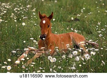 Stock Photography - starred foal in 
daisies. fotosearch 
- search stock 
photos, pictures, 
images, and photo 
clipart