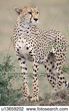 Stock Photo - standing adult 
cheetah looking 
to side. fotosearch 
- search stock 
photos, pictures, 
images, and photo 
clipart