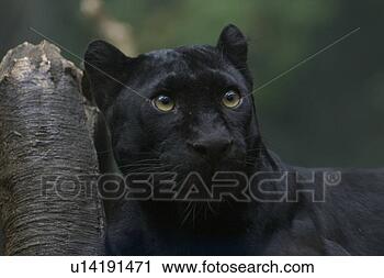 Stock Photography - black panther. 
fotosearch - search 
stock photos, 
pictures, images, 
and photo clipart