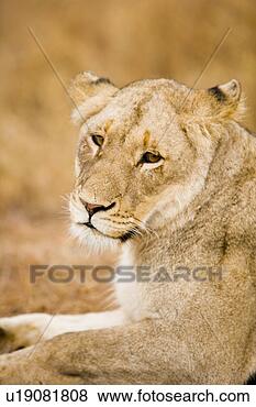Stock Photo - closeup of sad 
lion portrait 
lying on road. 
fotosearch - search 
stock photos, 
pictures, images, 
and photo clipart