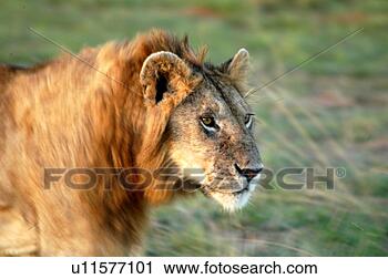 Stock Photography - lion closeup. 
fotosearch - search 
stock photos, 
pictures, images, 
and photo clipart