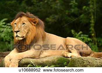 Stock Photo - majestic african 
lion male. fotosearch 
- search stock 
photos, pictures, 
images, and photo 
clipart