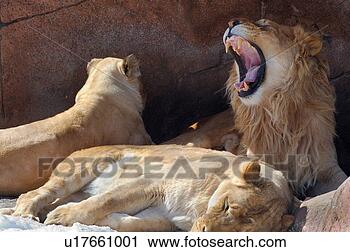 Stock Photography - roaring male lion 
in den with two 
females. fotosearch 
- search stock 
photos, pictures, 
images, and photo 
clipart