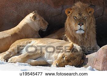 Picture - three lions in 
a den in winter 
with snow. fotosearch 
- search stock 
photos, pictures, 
images, and photo 
clipart