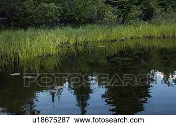 Picture - lake reflection. 
fotosearch - search 
stock photos, 
pictures, images, 
and photo clipart