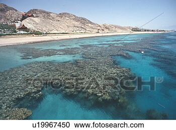 Stock Photography - coral reef in 
indian ocean. 
fotosearch - search 
stock photos, 
pictures, images, 
and photo clipart