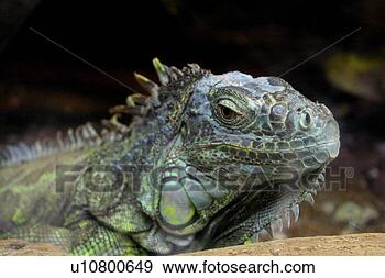 Stock Photograph - lizard resting 
its head on some 
wood. fotosearch 
- search stock 
photos, pictures, 
images, and photo 
clipart