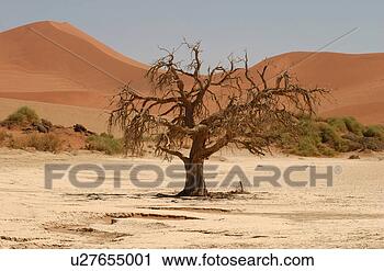 Stock Photography - a bare tree near 
sand dunes in 
the desert, namibia, 
africa. fotosearch 
- search stock 
photos, pictures, 
images, and photo 
clipart