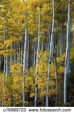 Stock Photo - layers of yellow 
aspen trees in 
autumn. fotosearch 
- search stock 
photos, pictures, 
images, and photo 
clipart