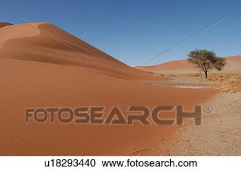 Stock Photography - tree at the base 
of a sand dune, 
namibia, africa. 
fotosearch - search 
stock photos, 
pictures, images, 
and photo clipart