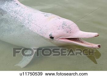 Stock Photograph - asian pink dolphin. 
fotosearch - search 
stock photos, 
pictures, images, 
and photo clipart