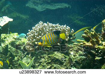 Picture - banded angle fish. 
fotosearch - search 
stock photos, 
pictures, images, 
and photo clipart