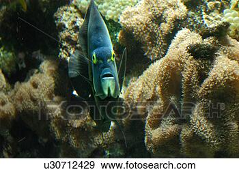 Stock Photograph - colored fish. 
fotosearch - search 
stock photos, 
pictures, images, 
and photo clipart