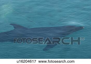 Picture - a dolphin swimming 
close to the water 
surface. fotosearch 
- search stock 
photos, pictures, 
images, and photo 
clipart