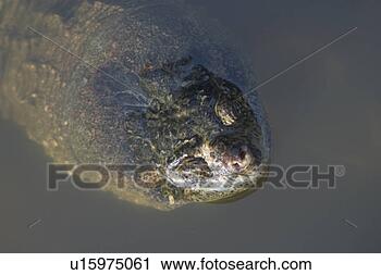 Stock Photography - loggerhead sea 
turtle emerging 
from water. fotosearch 
- search stock 
photos, pictures, 
images, and photo 
clipart