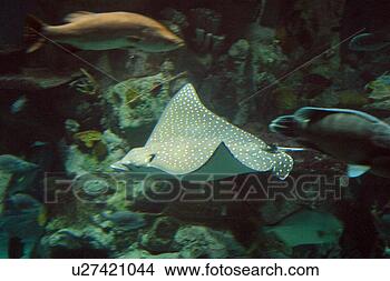 Stock Photo - sting ray glides 
through the water. 
fotosearch - search 
stock photos, 
pictures, images, 
and photo clipart