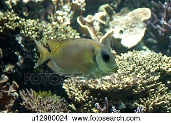 Stock Photo - surgeon fish or 
tang. fotosearch 
- search stock 
photos, pictures, 
images, and photo 
clipart