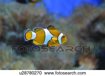 Stock Photography - tropical clown 
fish. fotosearch 
- search stock 
photos, pictures, 
images, and photo 
clipart