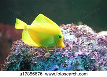 Stock Photo - tropical fish. 
fotosearch - search 
stock photos, 
pictures, images, 
and photo clipart