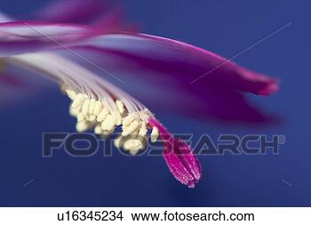 Stock Photo - closeup of christmas 
cactus flower 
pistil and stamens. 
fotosearch - search 
stock photos, 
pictures, images, 
and photo clipart