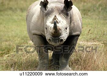 Stock Photograph - rhino approaching. 
fotosearch - search 
stock photos, 
pictures, images, 
and photo clipart