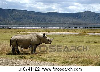 Stock Photo - white rhino. fotosearch 
- search stock 
photos, pictures, 
images, and photo 
clipart