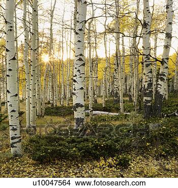Stock Photo - aspen trees in 
fall color in 
utah. fotosearch 
- search stock 
photos, pictures, 
images, and photo 
clipart