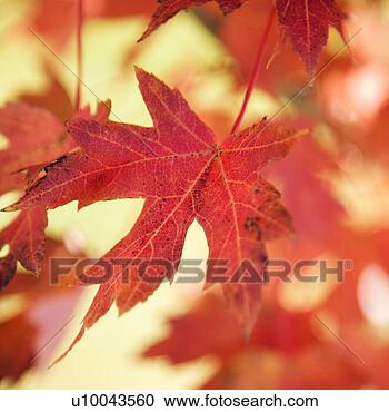 Stock Photography - red autumn maple 
leaf. fotosearch 
- search stock 
photos, pictures, 
images, and photo 
clipart