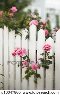 Stock Photography - rose bush growing 
over white picket 
fence. fotosearch 
- search stock 
photos, pictures, 
images, and photo 
clipart