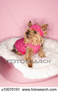 yorkshire-terrier-dog_~u10070191.jpg