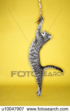 Picture - gray striped cat 
 jumping attacking 
toy. fotosearch 
- search stock 
photos, pictures, 
images, and photo 
clipart