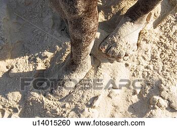 Stock Photography - feet, legs, toes, 
walking, sand, 
sandy. fotosearch 
- search stock 
photos, pictures, 
images, and photo 
clipart
