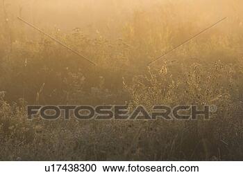 Stock Photography - crop, dusk, farm, 
field, fog. fotosearch 
- search stock 
photos, pictures, 
images, and photo 
clipart