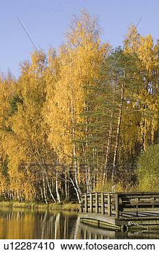 Stock Photography - day, dense, dock, 
forest, lake. 
fotosearch - search 
stock photos, 
pictures, images, 
and photo clipart