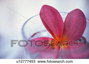 Stock Photo - closed up image 
of a plumeria 
flower in a glass 
cup,  differential. 
fotosearch - search 
stock photos, 
pictures, images, 
and photo clipart