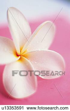 Stock Photography - closed up image 
of a plumeria 
flower, differential 
focus. fotosearch 
- search stock 
photos, pictures, 
images, and photo 
clipart