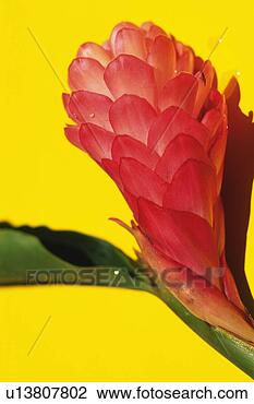 Stock Photo - closed up studio 
shot of a red 
ginger, differential 
focus. fotosearch 
- search stock 
photos, pictures, 
images, and photo 
clipart