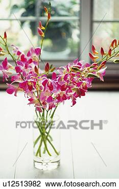 Stock Photo - orchid flowers 
in a glass vase, 
differential focus. 
fotosearch - search 
stock photos, 
pictures, images, 
and photo clipart