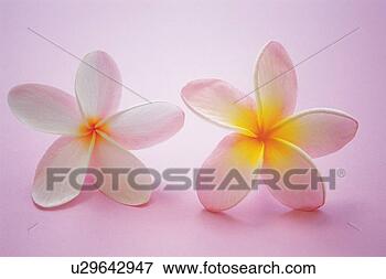 Picture - pair of plumeria 
flowers, studio 
shot. fotosearch 
- search stock 
photos, pictures, 
images, and photo 
clipart