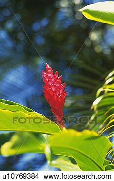 Stock Photo - red ginger flower, 
differential focus. 
fotosearch - search 
stock photos, 
pictures, images, 
and photo clipart