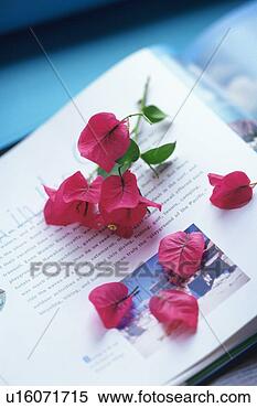 Stock Image - studio shot of 
bougainvillea 
flowers on a book 
page,  differential. 
fotosearch - search 
stock photos, 
pictures, images, 
and photo clipart