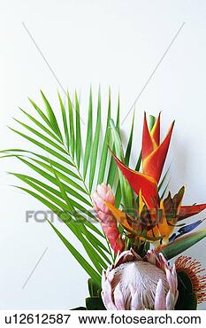 Picture - studio shot of 
a flower arrangement. 
fotosearch - search 
stock photos, 
pictures, images, 
and photo clipart