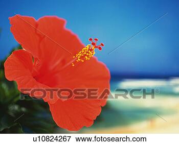 Picture - closed up image 
of a hibiscus 
flower at the 
beach, differential 
focus. fotosearch 
- search stock 
photos, pictures, 
images, and photo 
clipart