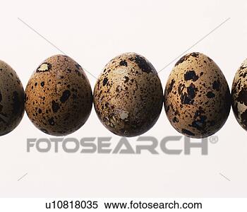 Stock Image - lined quail eggs, 
front view, close 
up. fotosearch 
- search stock 
photos, pictures, 
images, and photo 
clipart