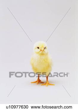 Stock Photography - standing chick, 
front view, close 
up. fotosearch 
- search stock 
photos, pictures, 
images, and photo 
clipart
