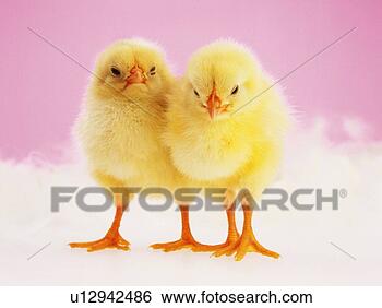 Stock Photo - two chicks nestling 
against each other, 
front view, close 
up. fotosearch 
- search stock 
photos, pictures, 
images, and photo 
clipart