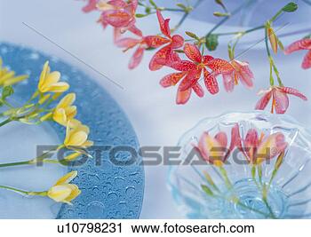 Stock Photography - cut flowers on 
dish,  high angle 
view,  close up, 
 differential. 
fotosearch - search 
stock photos, 
pictures, images, 
and photo clipart